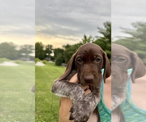 German Shorthaired Pointer Litter for sale in BATESVILLE, IN, USA