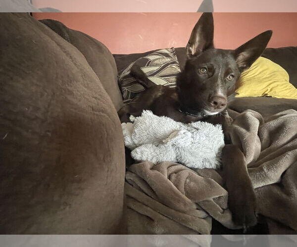 Medium Photo #4 Australian Kelpie-Siberian Husky Mix Puppy For Sale in Omaha, NE, USA