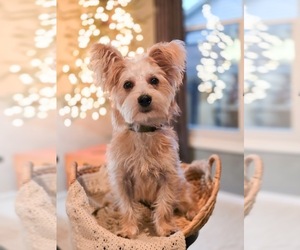 Mutt Dogs for adoption in Sandy, UT, USA