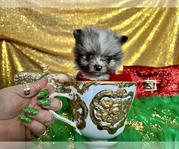 Medium Photo #41 Pomeranian Puppy For Sale in HAYWARD, CA, USA