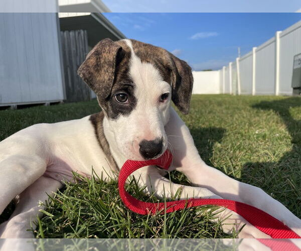 Medium Photo #10 Mutt Puppy For Sale in Evansville, IN, USA