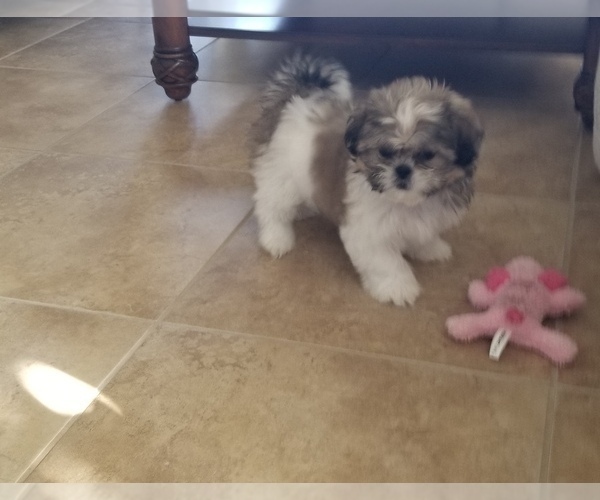 Medium Photo #2 Shih Tzu Puppy For Sale in FORT MYERS, FL, USA
