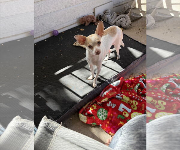 Medium Photo #2 Chihuahua-Unknown Mix Puppy For Sale in Aurora, CO, USA