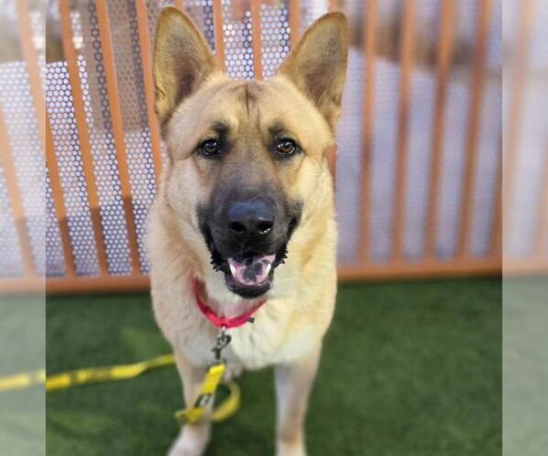 Medium Photo #1 German Shepherd Dog-Unknown Mix Puppy For Sale in Las Vegas, NV, USA