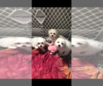 Small Photo #2 Maltese-Poodle (Toy) Mix Puppy For Sale in SARASOTA, FL, USA