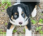 Puppy Puppy 6 Miniature Australian Shepherd