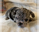 Small Photo #11 French Bulldog Puppy For Sale in JOHNS ISLAND, SC, USA