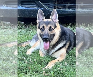 Father of the German Shepherd Dog puppies born on 03/01/2026