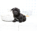 Small Photo #5 YorkiePoo Puppy For Sale in MARIETTA, GA, USA
