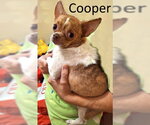 Small #1 Chihuahua