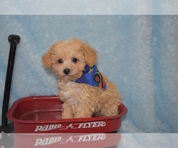 Medium Photo #11 Maltipoo Puppy For Sale in SANGER, TX, USA
