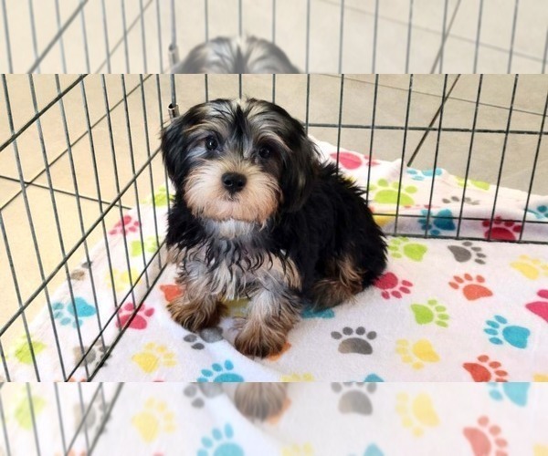 Medium Photo #2 Yorkshire Terrier Puppy For Sale in ORO VALLEY, AZ, USA