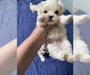 Maltese Puppy for sale in HILLMAN, MI, USA