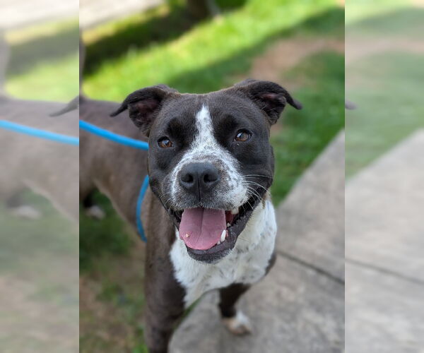 Medium Photo #4 American Pit Bull Terrier-Unknown Mix Puppy For Sale in Rootstown, OH, USA