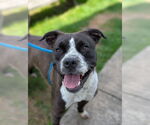 Small #3 American Pit Bull Terrier Mix