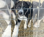 Puppy Guinness Anatolian Shepherd-German Shepherd Dog Mix