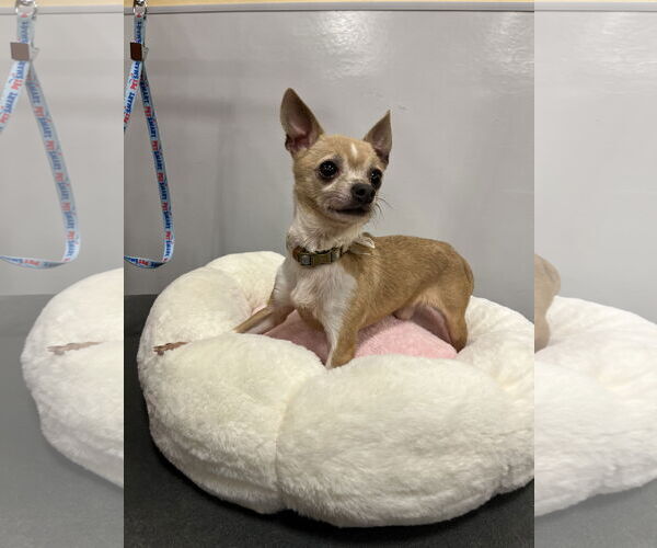 Medium Photo #4 Chihuahua Puppy For Sale in Pipe Creek, TX, USA