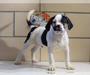 English Bulldog-Puggle Mix Puppy for sale in FREDERICKSBG, OH, USA