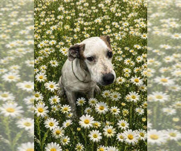Medium Photo #1 Mutt Puppy For Sale in Globe, AZ, USA