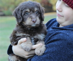 Puppy Henry RESERVED Bernedoodle