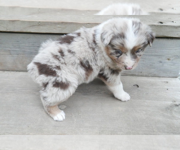 Medium Photo #5 Australian Shepherd Puppy For Sale in FLAT ROCK, IL, USA