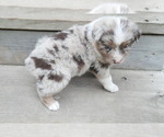 Puppy Tulip Australian Shepherd