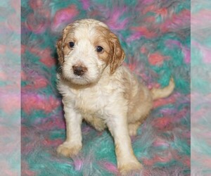 Labradoodle Puppy for sale in LA HABRA, CA, USA