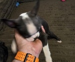 Small #5 Boston Terrier