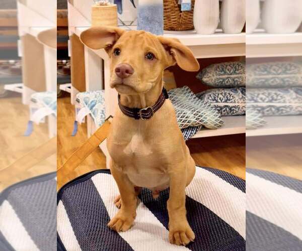 Medium Photo #19 Labrador Retriever-Unknown Mix Puppy For Sale in New York, NY, USA