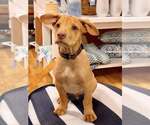 Small #18 Labrador Retriever Mix