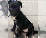 Small Mutt
