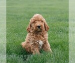 Small #4 Goldendoodle