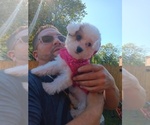 Small Photo #44 Maltipoo Puppy For Sale in BRISTOL, PA, USA