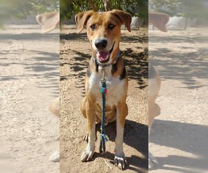 American Foxhound-Unknown Mix Dogs for adoption in Apple Valley, CA, USA