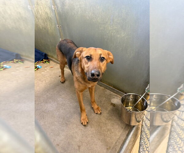 Medium Photo #9 Mutt Puppy For Sale in La Porte, IN, USA