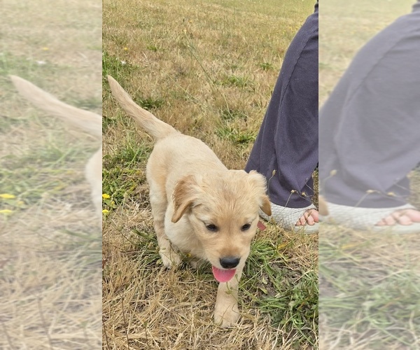 Medium Photo #3 Golden Retriever Puppy For Sale in EUGENE, OR, USA