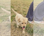 Small #2 Golden Retriever
