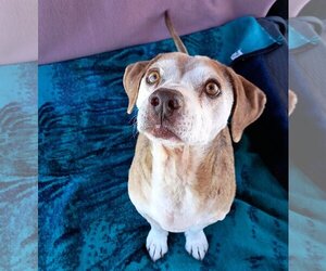 Max Lucas - - Male Beagle Dog for Adoption - Photo #5