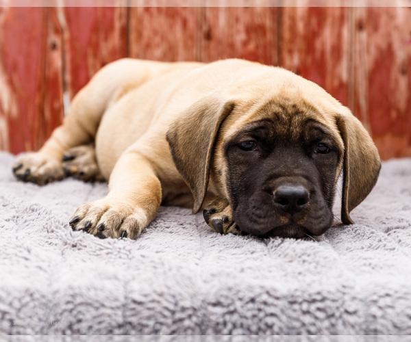 Medium Photo #7 Mastiff Puppy For Sale in WAKARUSA, IN, USA