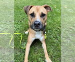 Small Photo #20 American Staffordshire Terrier-Labrador Retriever Mix Puppy For Sale in Brewster, NY, USA