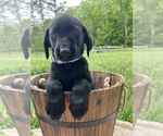 Image preview for Ad Listing. Nickname: AKC black Lab