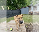 Small #11 Redbone Coonhound Mix