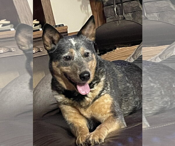 Medium Photo #2 Mutt Puppy For Sale in Garden City, NY, USA