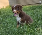 Small Photo #17 Miniature Australian Shepherd Puppy For Sale in EVERTON, MO, USA