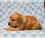 Small #4 Golden Retriever