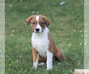 Australian Shepherd-Unknown Mix Puppy for sale in FREDERICKSBG, OH, USA