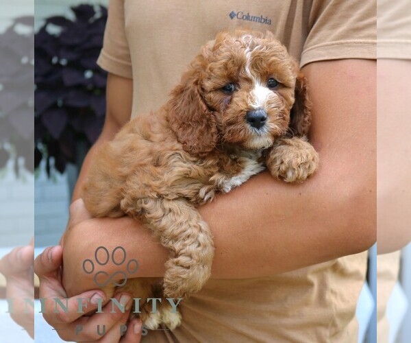 Medium Photo #5 Cavapoo (Miniature) Puppy For Sale in LEOLA, PA, USA