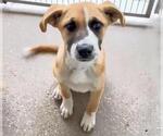 Small #1 Boxer Mix