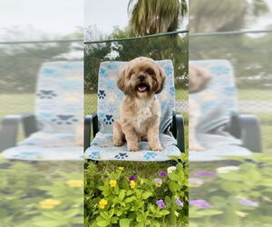 Shih Tzu Dogs for adoption in Weston, FL, USA