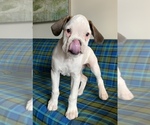 Small Photo #2 Boxer Puppy For Sale in TULSA, OK, USA